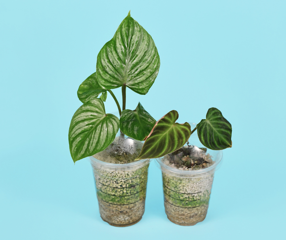 Two plants in plant pots made from reused plastic cups