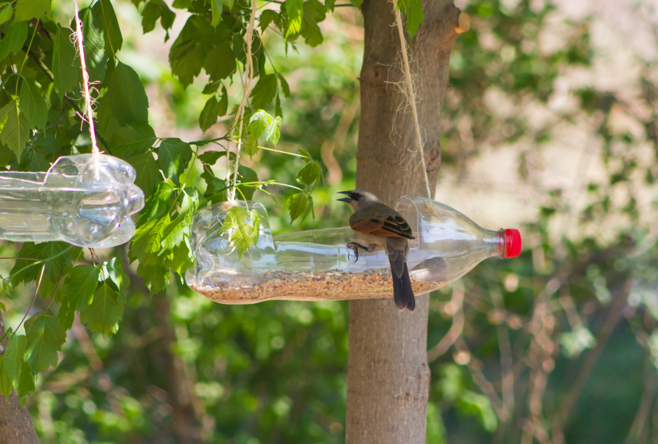 Bir sat on a bird feeder hanging from a tree made from an old plastic bottle