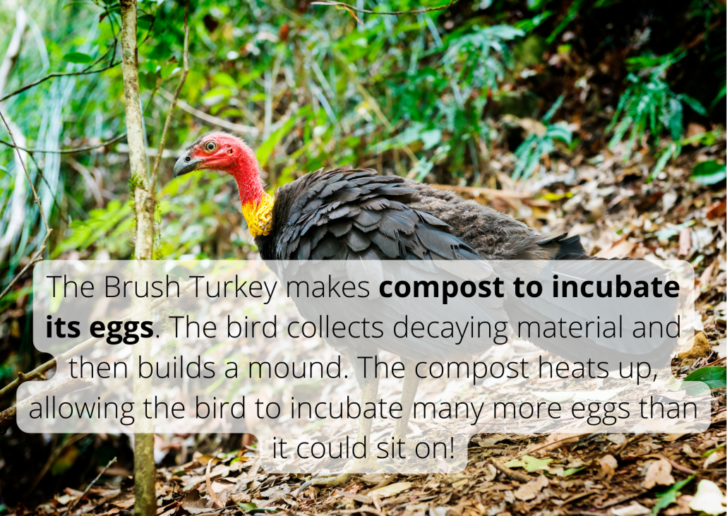 The Brush Turkey makes compost to incubate its eggs. The bird collects decaying material and then builds a mound. The compost heats up, allowing the bird to incubate many more eggs than it could sit on!