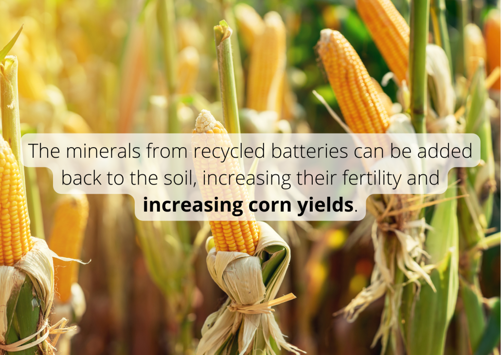 The minerals from recycled batteries can be added back to the soil, increasing their fertility and increasing corn yields.