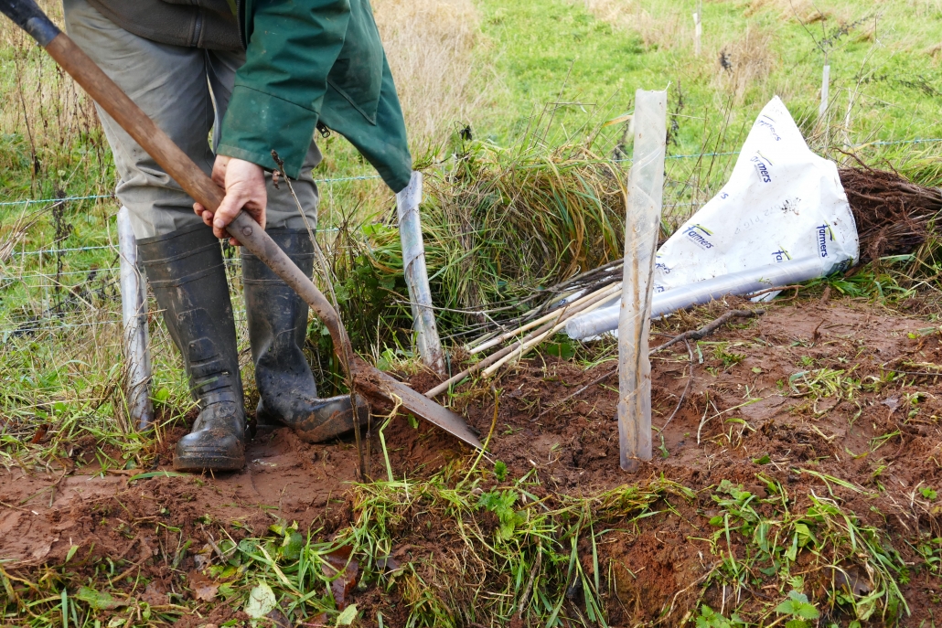 Picture of man in wellies with spade on hedge bank planting a tree