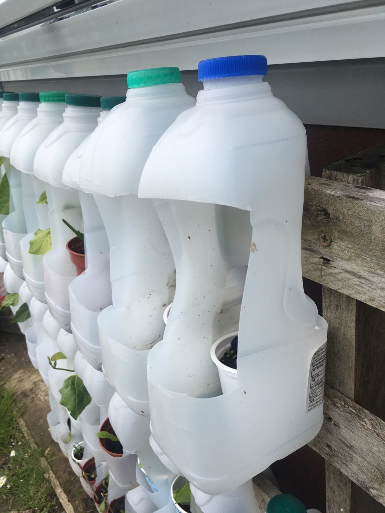 Repurposed plastic milk bottles make a useful plant holder at Holsworthy Primary School