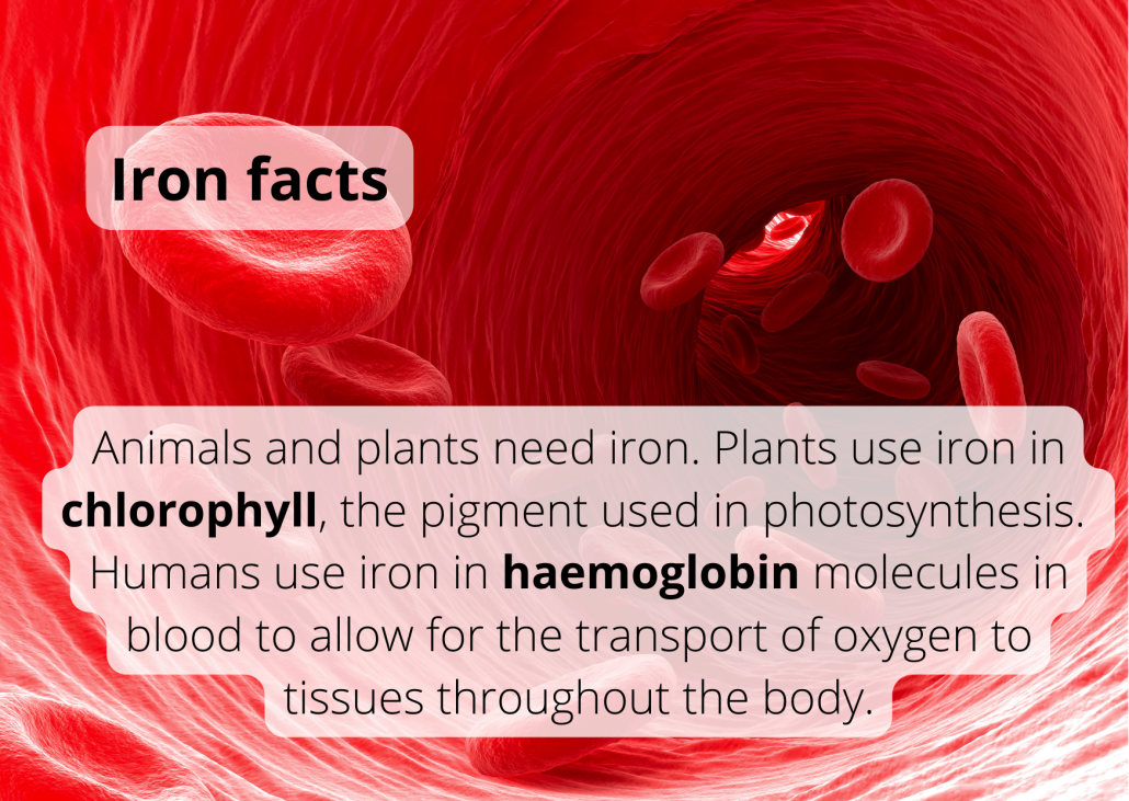Animals and plants need iron. Plants use iron in chlorophyll, the pigment used in photosynthesis. Humans use iron in haemoglobin molecules in blood to allow for the transport of oxygen to tissues throughout the body.