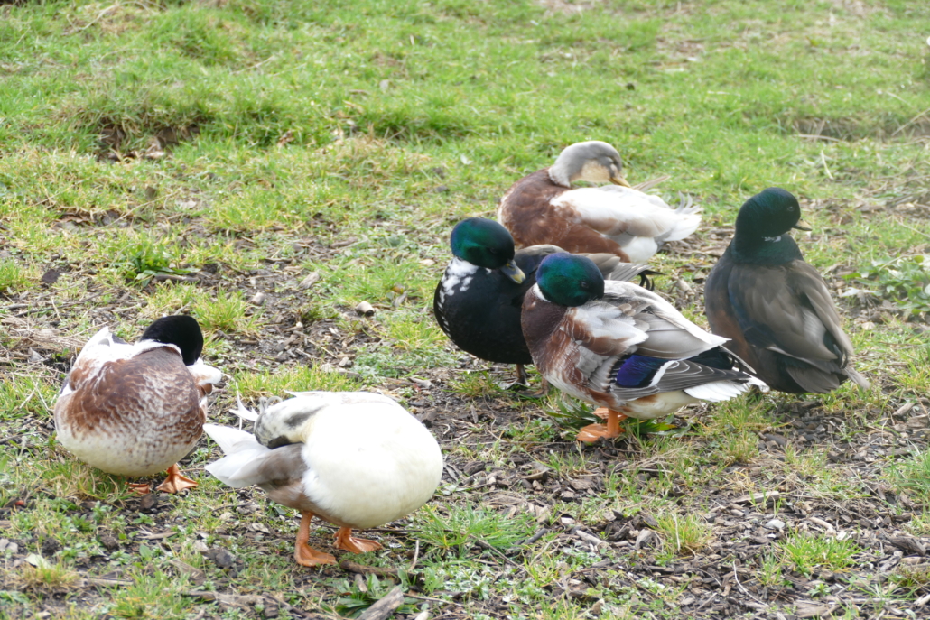 six ducks preening themselves