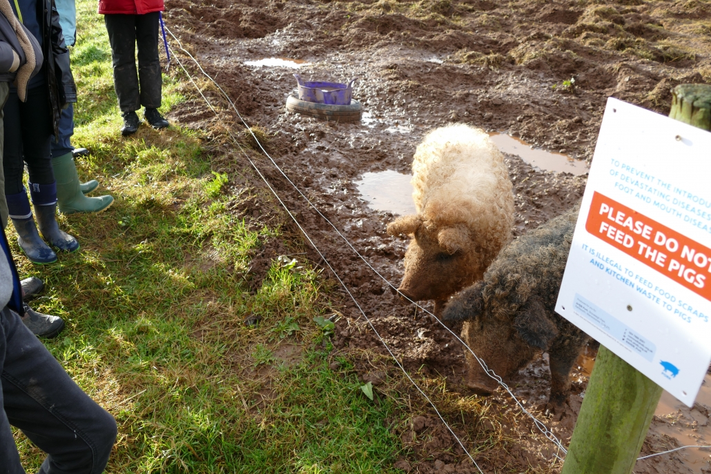 A picture of furry pigs at Broadclyst Community Farm with welly boots and legs of people standing and looking over an electric fence