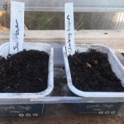 Two margarine tubs filled with compost and used as seed trays.