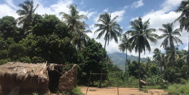Palm trees and blue sky in rural Tanzanian village