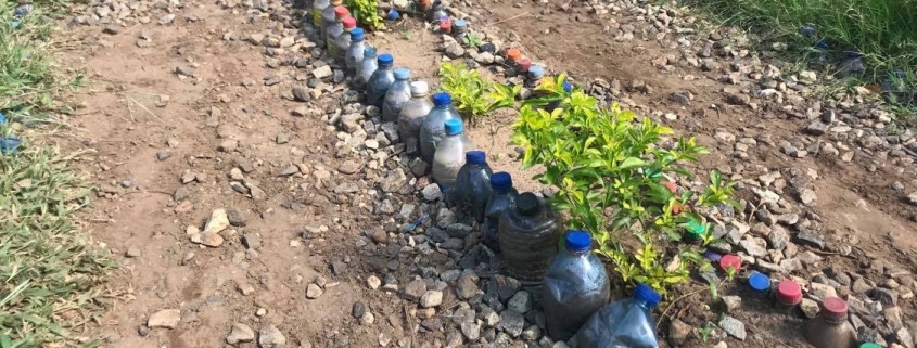 Plastic bottles upcycled into a border for a bed for plants in Tanzania