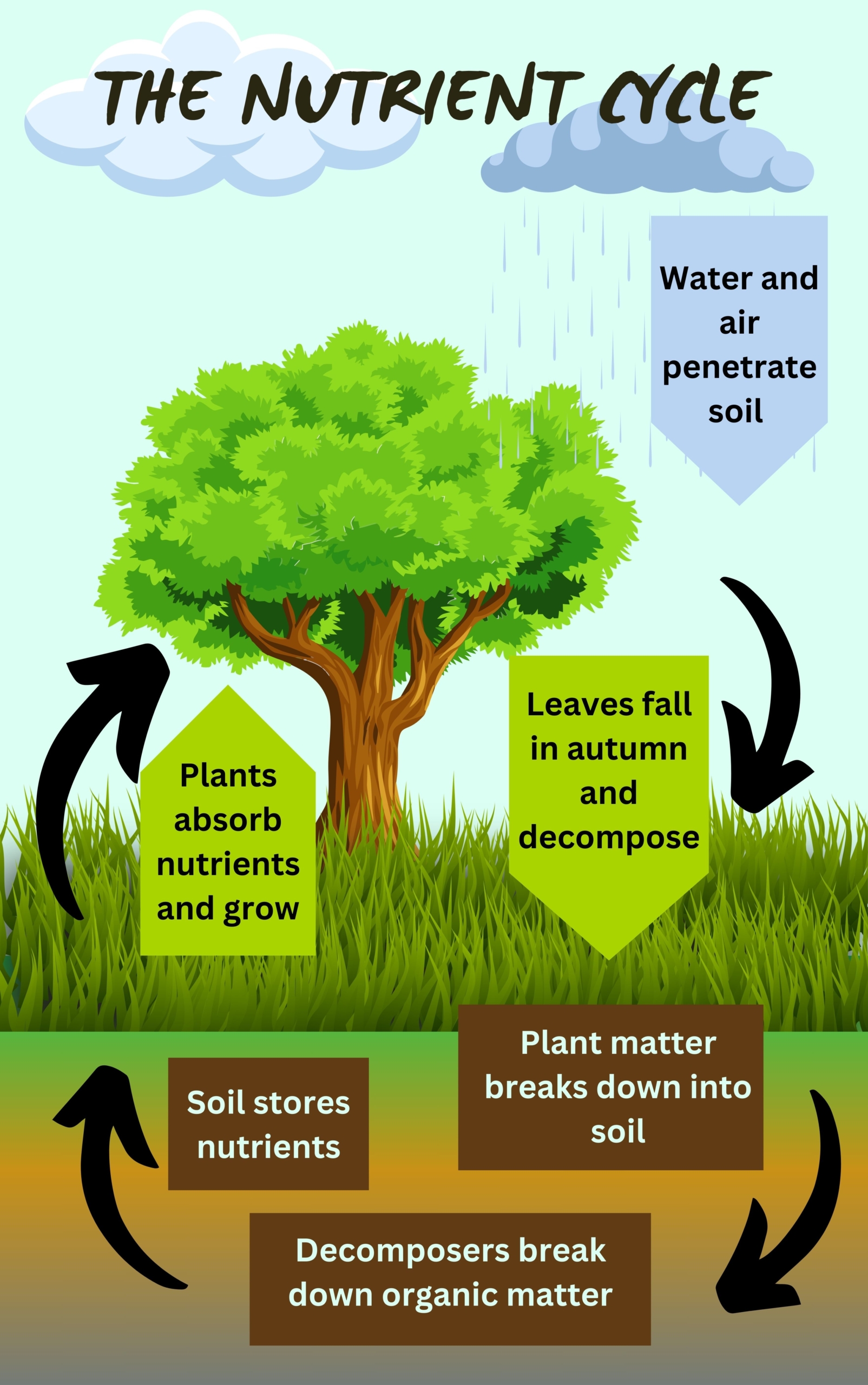 A diagram showing the nutrient cycle as leaves fall to the ground and decomposers break them down to be used by plants as they absorb nutrients from the soil.