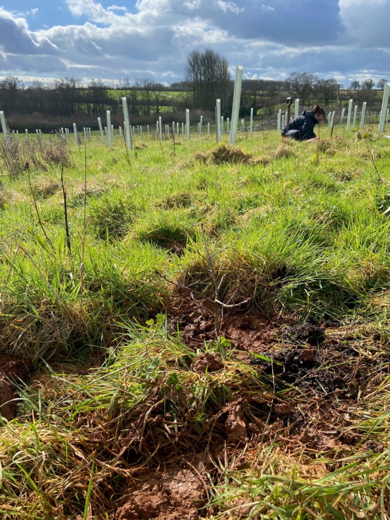 Tree planting anon