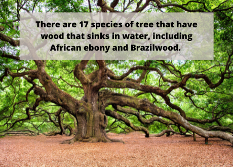 There are 17 species of tree that have wood that sinks in water, including African ebony and Brazilwood.