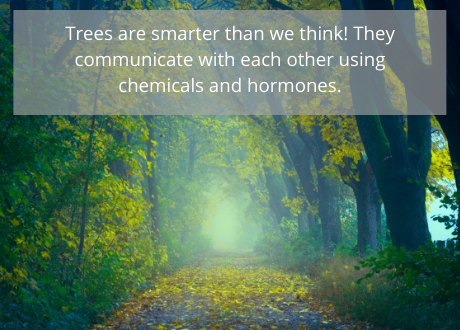 Trees are smarter than we think! They communicate with each other using chemicals and hormones.