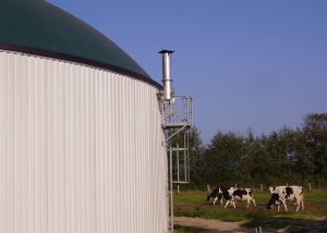 Image of anaerobic digester and cows