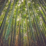 A stand of bamboo