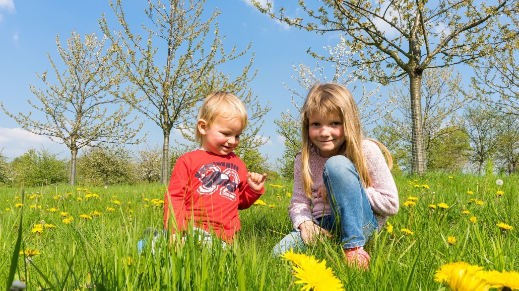 Two children enjoying a sunny spring day in a meadow with lots of yellow dandelions flowering around them with blossom trees in the background