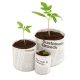Tomato seedlings in compost in paper pots