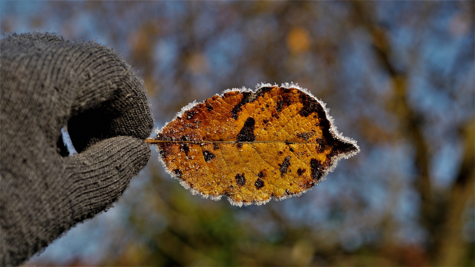 Picture of an autumn leaf edged in lacy ice