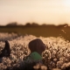 child lying down blowing a dandleion clock in a field of dandelions with atmospheric autumnal lighting