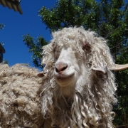 a picture of an angora goat
