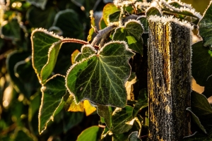 sunlit icy ivy leaves