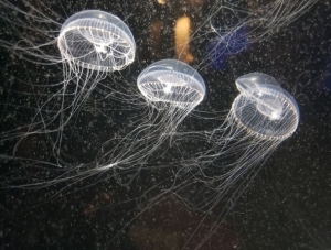 Image of 4 jellyfish in dark water