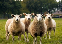 Picture of several sheep in a field