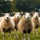Picture of several sheep in a field