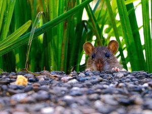 Image of a mouse peering over stones in the grass