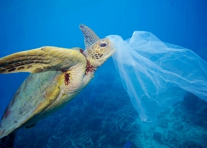 Picture of turtle about to eat a plastic bag