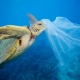Picture of turtle about to eat a plastic bag