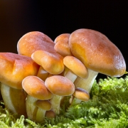 Mushrooms growing on some moss