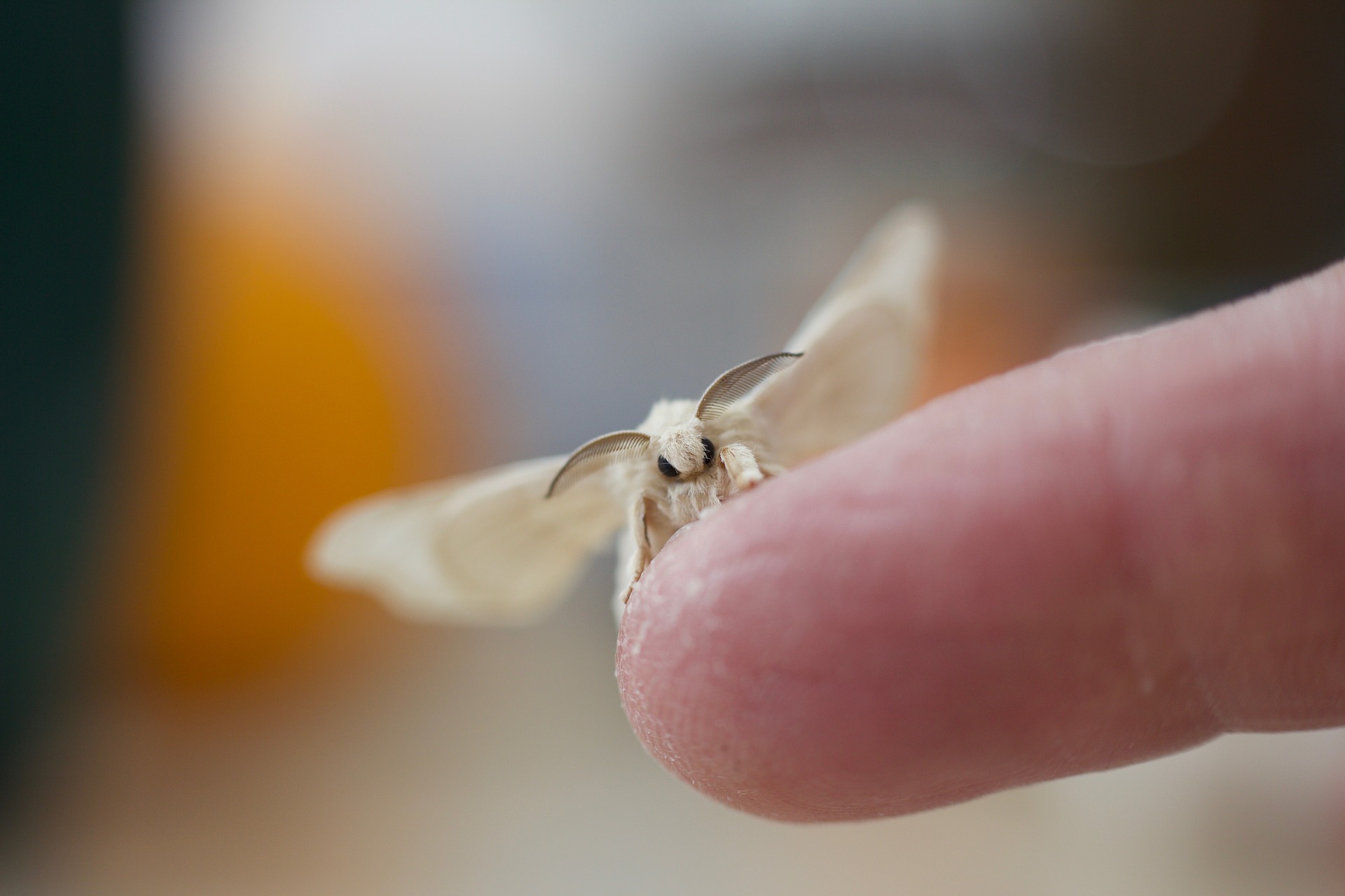 Photo of silk moth sat on a person's finger