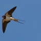 swallow flying