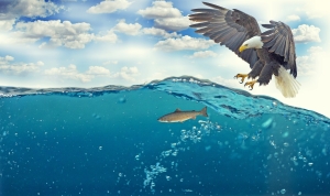 Image of a white tailed eagle attempting to catch a fish swimming in the water