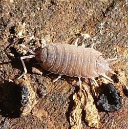 Picture of a woodlouse crawling over some soil