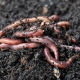 Worms in Compost
