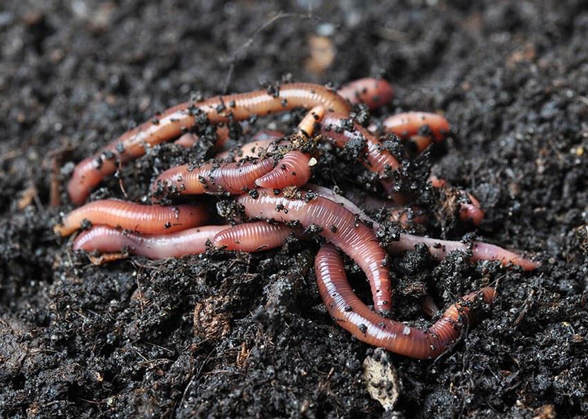 Worms in Compost